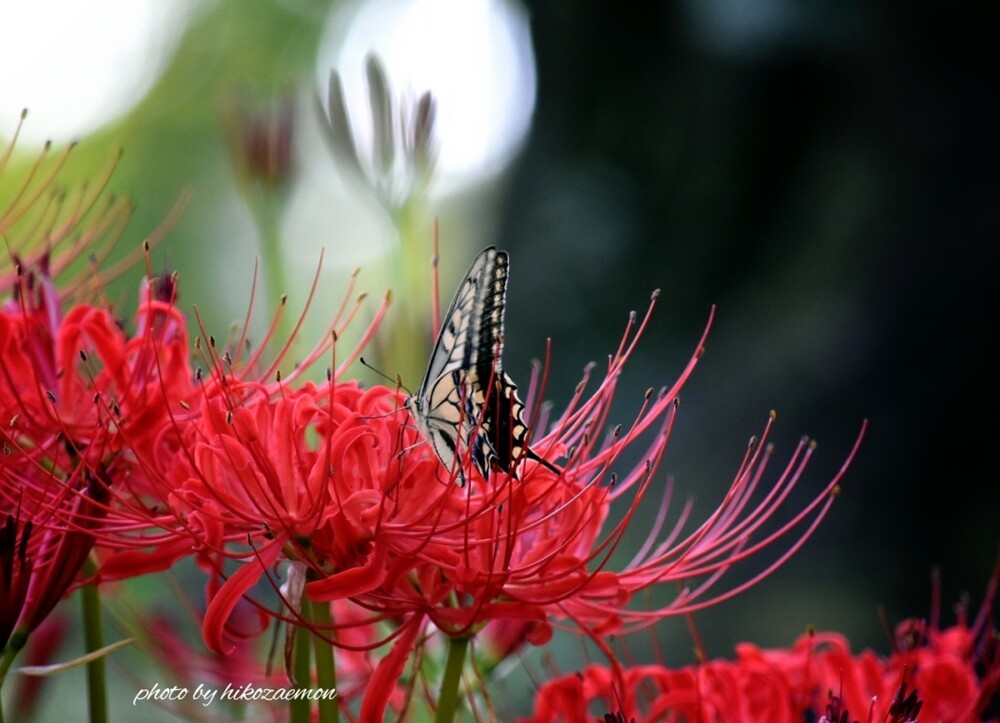 彼岸花の蜜を吸うアゲハチョウ（キアゲハ）　撮影：MKタクシー