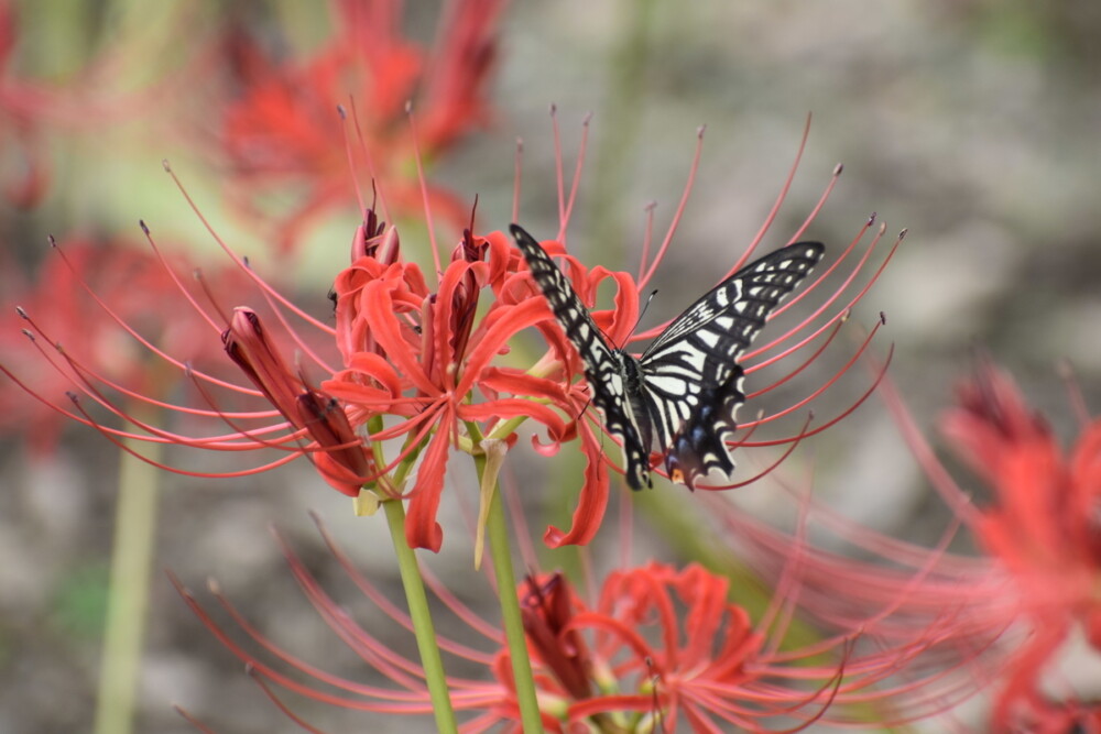 彼岸花の蜜を吸うアゲハチョウ（ナミアゲハ）　撮影：MKタクシー