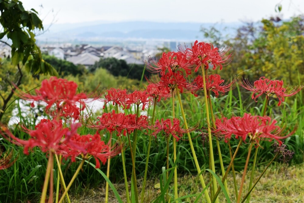 宇治市植物公園の彼岸花と京都盆地　見頃　2019年9月29日　撮影：MKタクシー