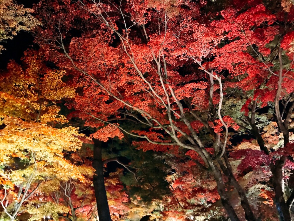 宝厳院・獅子吼の庭の紅葉ライトアップ　2019年11月23日　撮影：MKタクシー