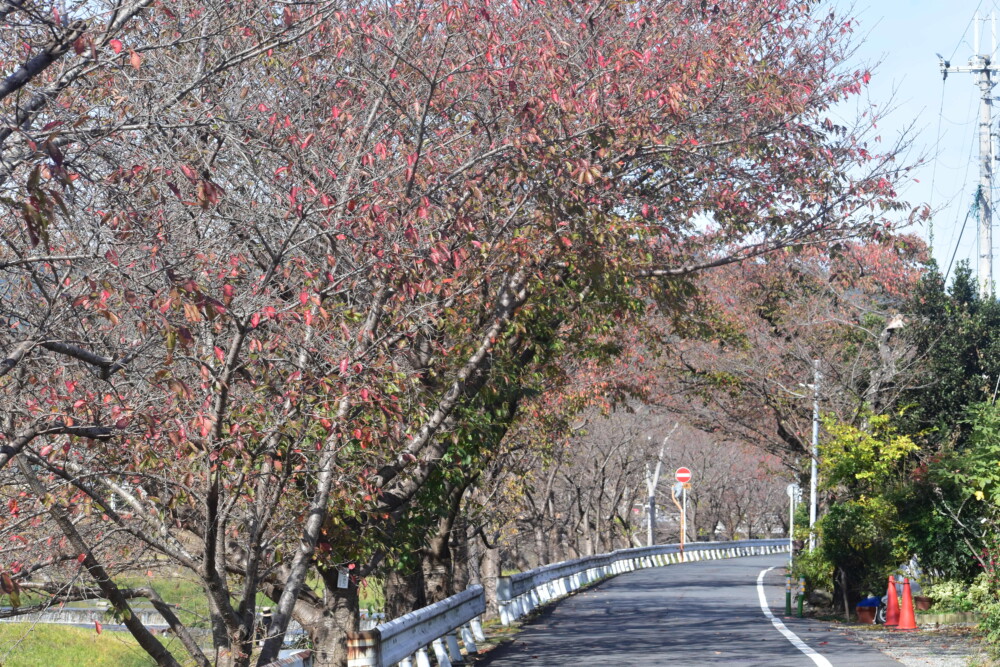 鴨西通・ソメイヨシノの桜紅葉　散りはじめ　2021年11月6日　撮影：MKタクシー