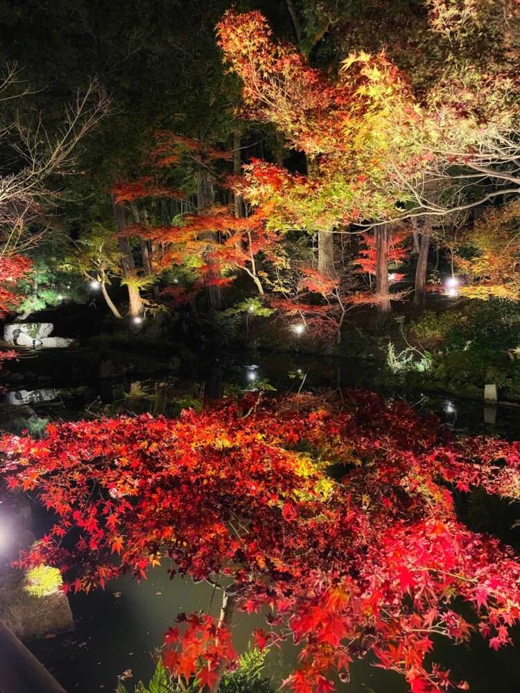 金戒光明寺・紫雲の庭の紅葉ライトアップ　2019年11月29日　撮影：MKタクシー