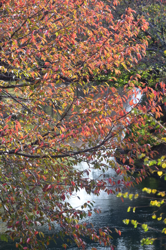 宇治川派流・であい橋よりソメイヨシノの桜紅葉　見頃　2021年11月6日　撮影：MKタクシー