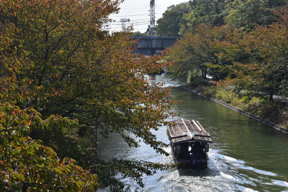 宇治川派流・肥後橋よりソメイヨシノの桜紅葉　見頃　2020年10月29日　撮影：MKタクシー