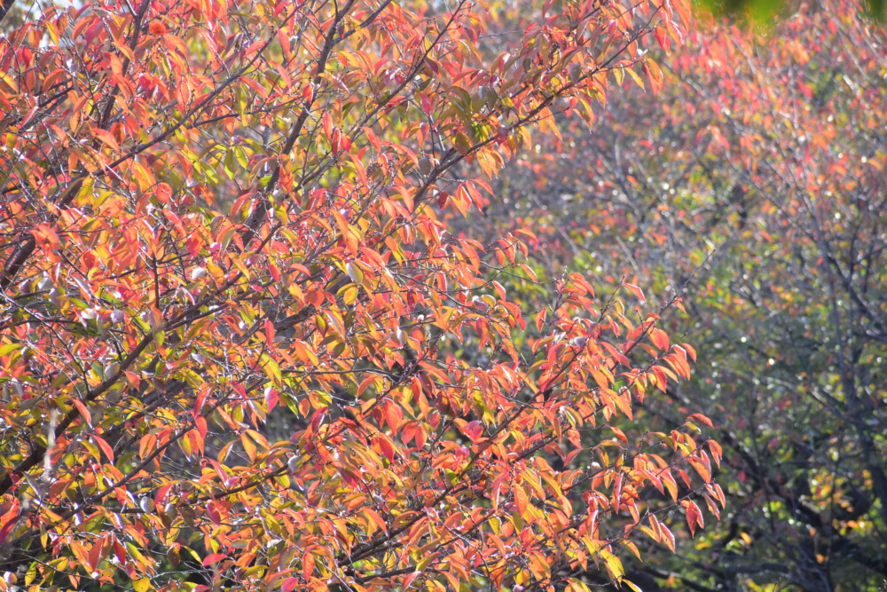 宇治川派流・であい橋よりソメイヨシノの桜紅葉　見頃　2021年11月6日　撮影：MKタクシー