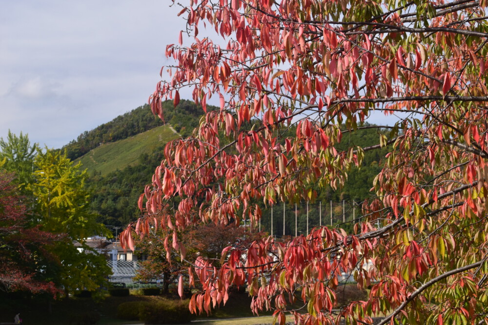 西賀茂橋東詰・ソメイヨシノの桜紅葉　見頃　2021年11月6日　撮影：MKタクシー
