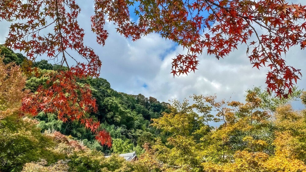善法律寺の紅葉 色づきはじめ 2021年11月3日 撮影:MKタクシー