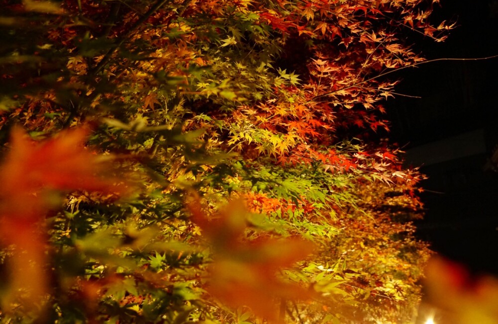京都府立植物園の紅葉ライトアップ　2019年11月20日　撮影：MKタクシー