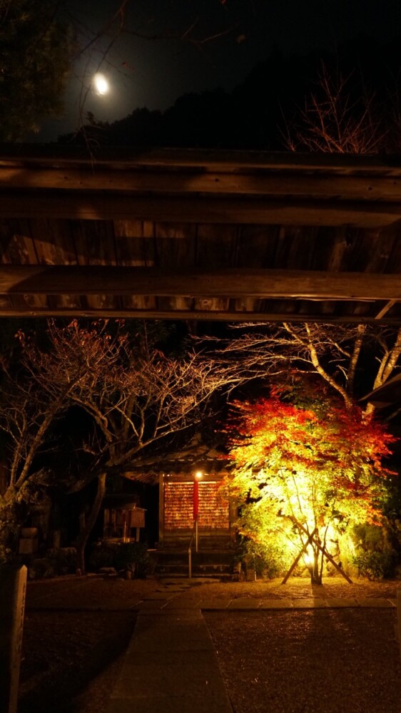 正寿院・本堂の紅葉ライトアップ　見頃近し　2021年11月17日　撮影：MKタクシー