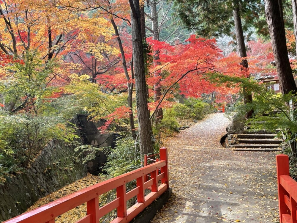 神蔵寺の紅葉 見頃 2021年11月20日 撮影:MKタクシー