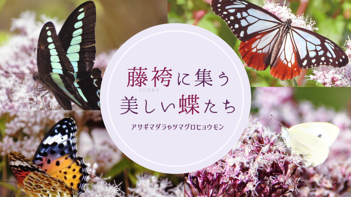 藤袴（フジバカマ）に集うアサギマダラやツマグロヒョウモンなどの蝶