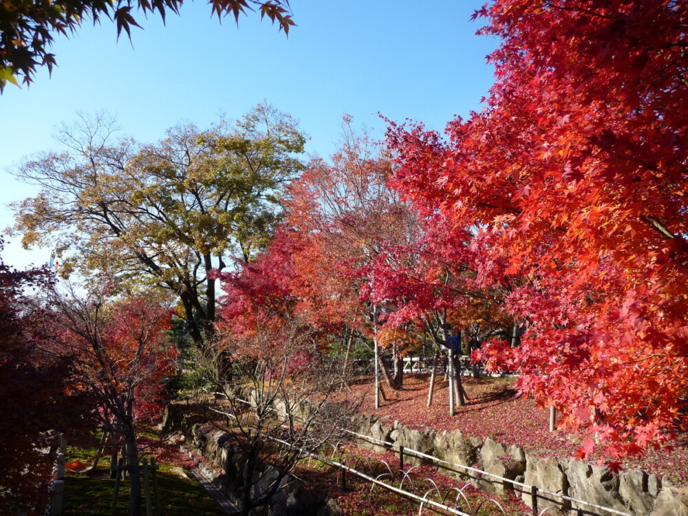 智積院・参道の紅葉 見頃 2009年12月2日 撮影:MKタクシー