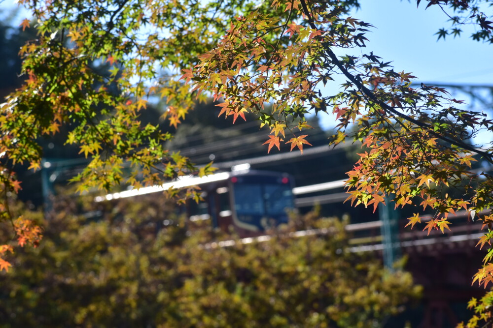 石清水八幡宮参道ケーブル・神応寺奥からの紅葉と「あかね」　色づきはじめ　2021年11月13日　撮影：MKタクシー