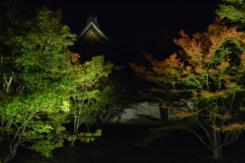 妙覚寺・法姿園の紅葉ライトアップ　2017年11月11日　撮影：MKタクシー