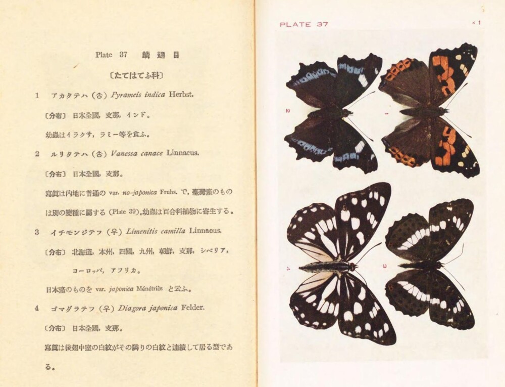 1933年刊行 加藤正世「分類原色日本昆虫図鑑」出典：国立国会図書館デジタルコレクション