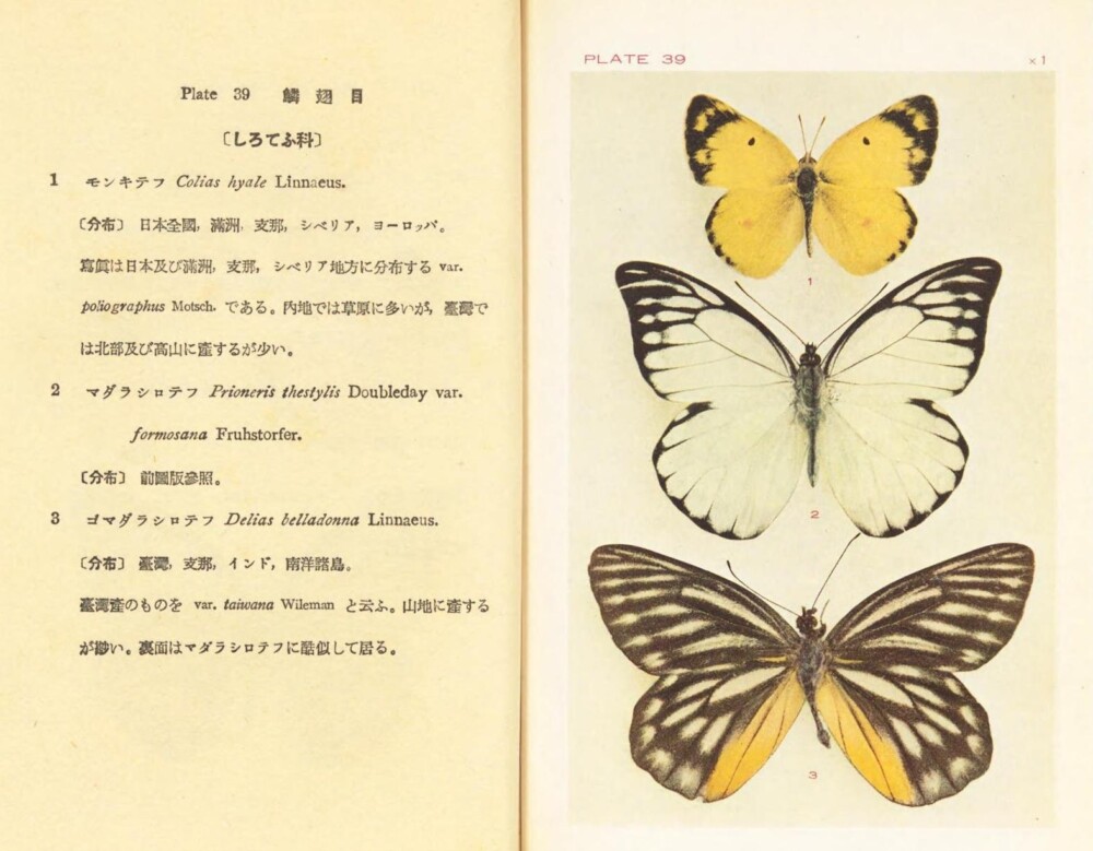 1933年刊行 加藤正世「分類原色日本昆虫図鑑」出典：国立国会図書館デジタルコレクション