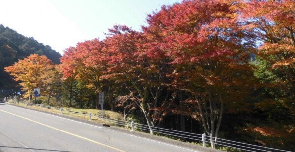 奥比叡ドライブウェイの紅葉　見頃　2016年11月12日　撮影：MKタクシー