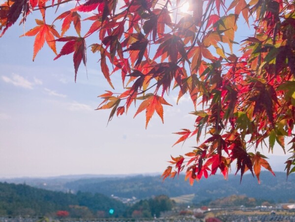 比叡山の紅葉　見頃　2020年11月16日　撮影：MKタクシー