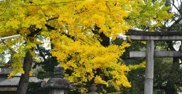 藤森神社のイチョウ　見頃近し　2017年11月9日　撮影：MKタクシー