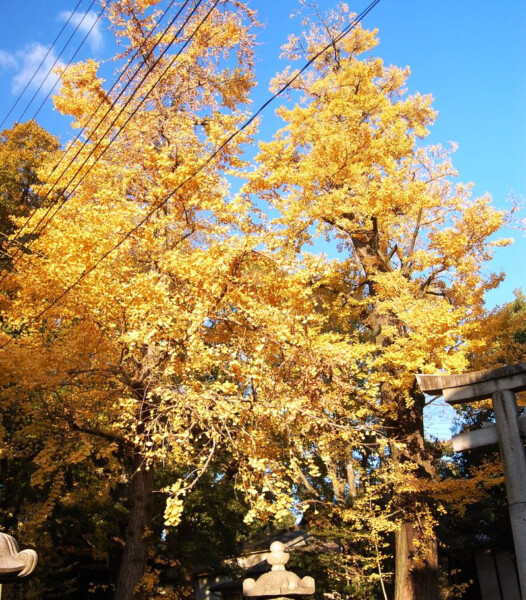 藤森神社のイチョウ　見頃　2008年11月26日　撮影：MKタクシー