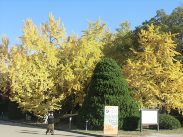 京都府立植物園・正門前のイチョウ　見頃　2013年11月23日　撮影：MKタクシー