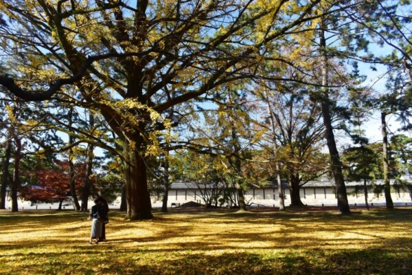 京都御苑・京都迎賓館東のイチョウ　散りはじめ　2020年11月26日　撮影：MKタクシー