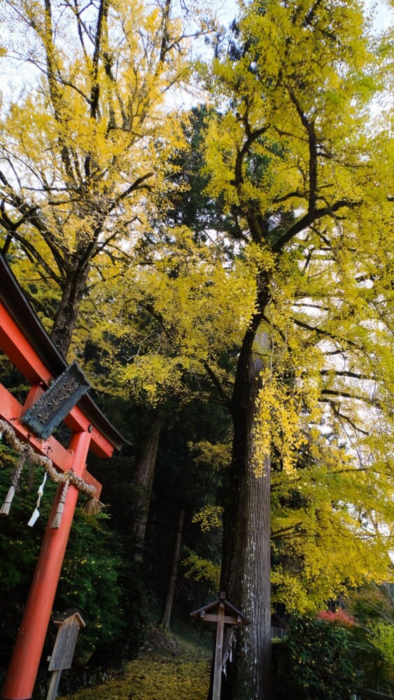 岩戸落葉神社のイチョウの黄葉　見頃　2021年11月17日　撮影：MKタクシー