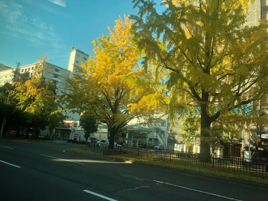 堀川寺之内のイチョウ並木　黄色づく　2019年11月5日　撮影：MKタクシー