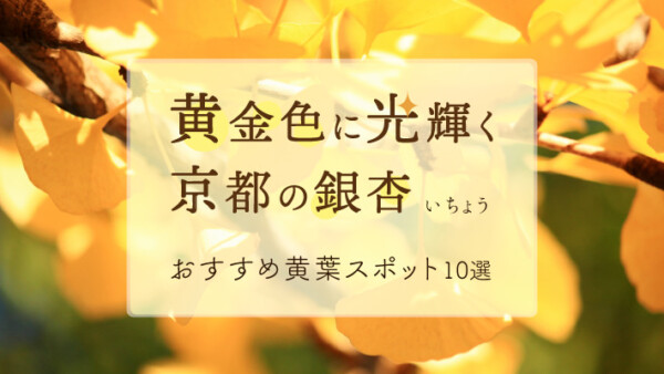 黄金色に光輝く、京都の銀杏（イチョウ）おすすめ黄葉スポット10選