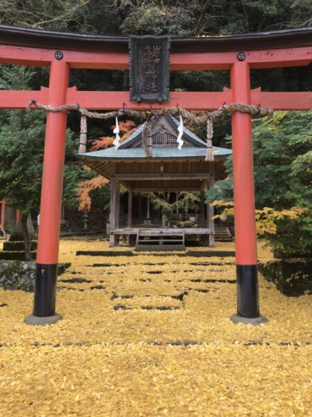岩戸落葉神社のイチョウ　散りはじめ　見頃　2020年11月20日　撮影：MKタクシー
