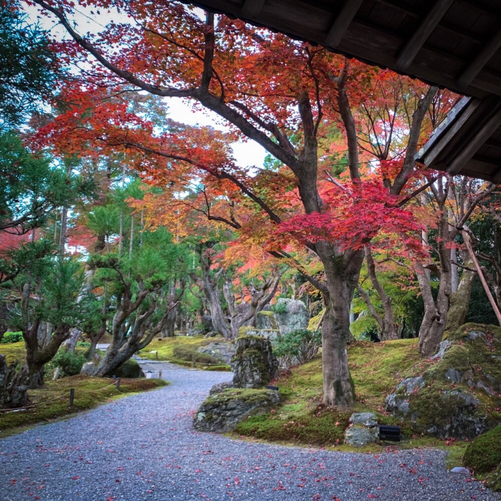しょうざん日本庭園の紅葉　見頃　2021年11月17日　撮影：MKタクシー