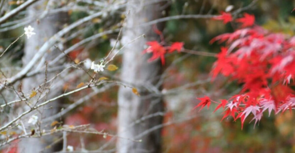 神蔵寺の紅葉と十月桜　見頃　2018年11月7日　撮影：MKタクシー