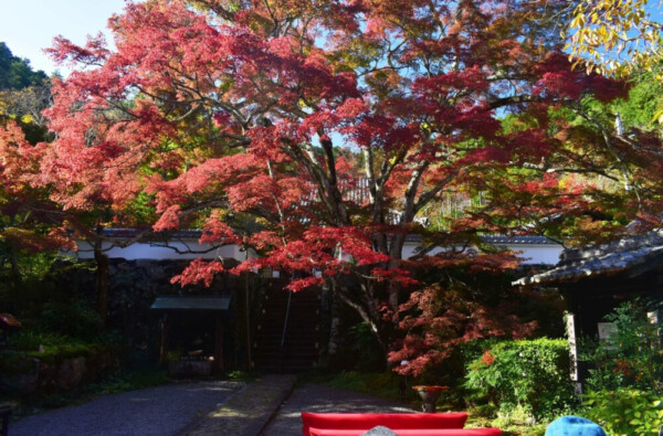 神蔵寺「天上の木」の紅葉　見頃　2019年11月9日　撮影：MKタクシー