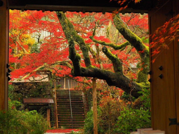 神蔵寺「天上の木」の紅葉　見頃　2017年11月11日　撮影：MKタクシー