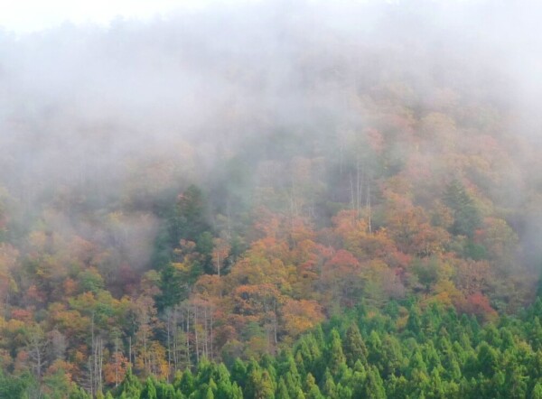 美山の山々の紅葉と朝霧　見頃　2009年11月15日　撮影：MKタクシー