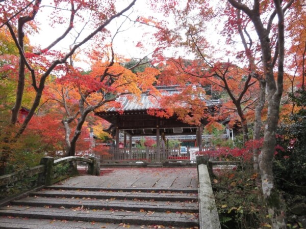 鍬山神社の拝殿と紅葉　見頃　2020年11月9日　撮影：MKタクシー