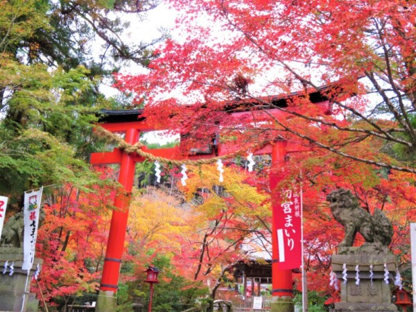 鍬山神社の紅葉　見頃　2021年11月10日　撮影：MKタクシー