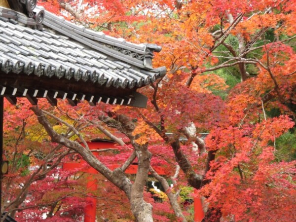 鍬山神社の紅葉　見頃　2020年11月9日　撮影：MKタクシー