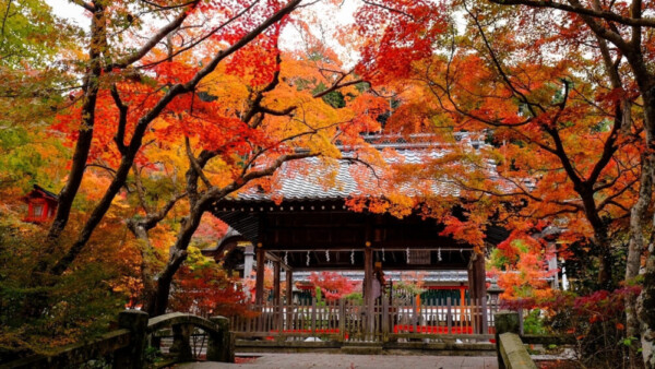 鍬山神社の拝殿と紅葉　見頃　2016年11月11日　撮影：MKタクシー