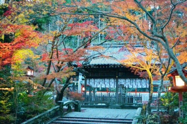 鍬山神社の拝殿と紅葉ライトアップ　見頃　2017年11月12日　撮影：MKタクシー