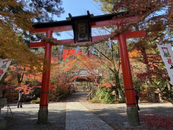 鍬山神社の2020年8月に塗り替えらた鳥居と紅葉　見頃　2020年11月18日　撮影：MKタクシー