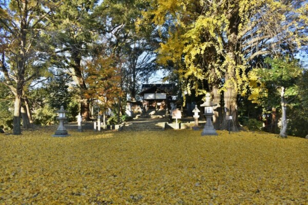 三栖神社のイチョウ　散りはじめ　2020年12月17日　撮影：MKタクシー