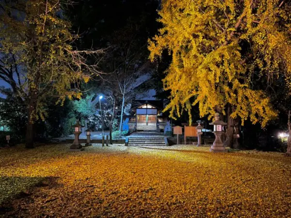 三栖神社のイチョウライトアップ　見頃　2021年12月10日　撮影：MKタクシー