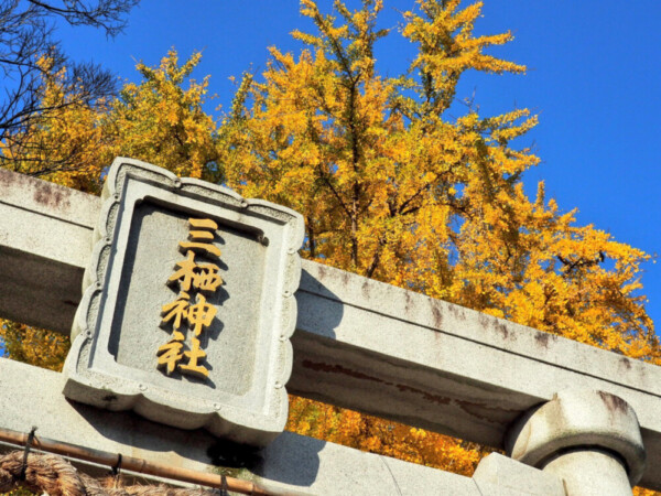 三栖神社のイチョウ　見頃　2017年12月3日　撮影：MKタクシー