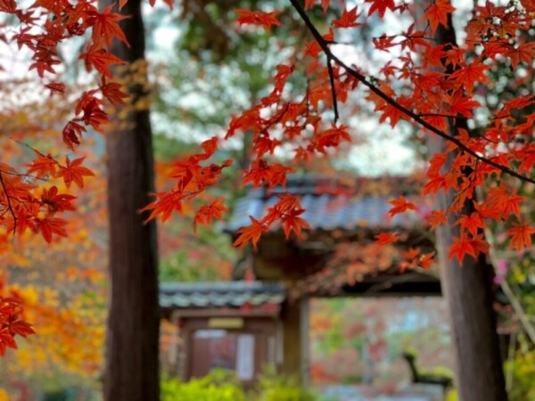 神蔵寺の紅葉　見頃　2020年11月18日　撮影：MKタクシー