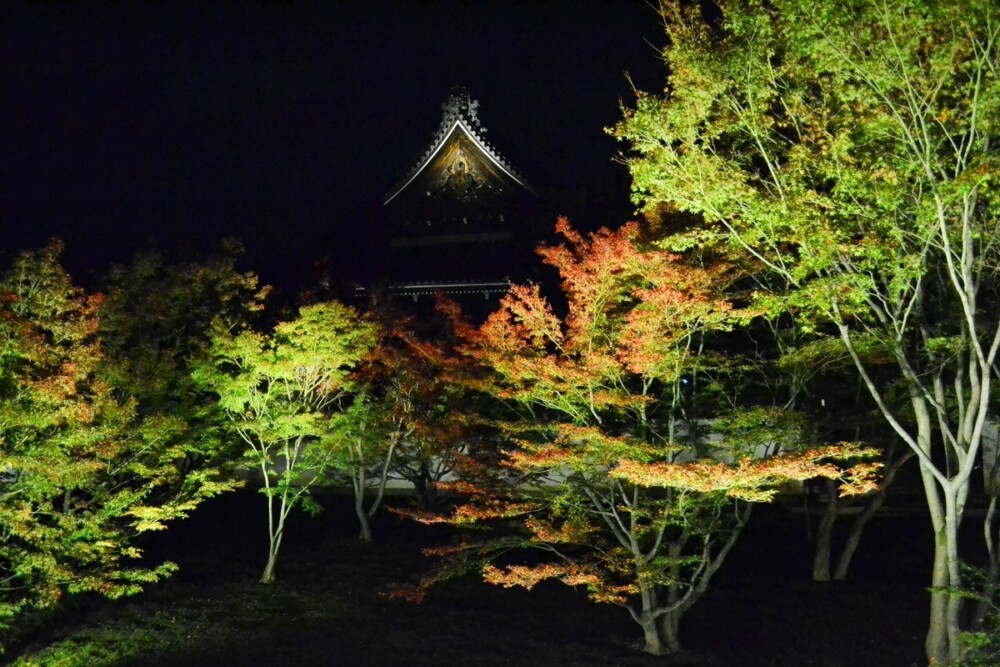 妙覚寺・法姿園の紅葉ライトアップ　赤色づく　2017年11月11日　撮影：MKタクシー