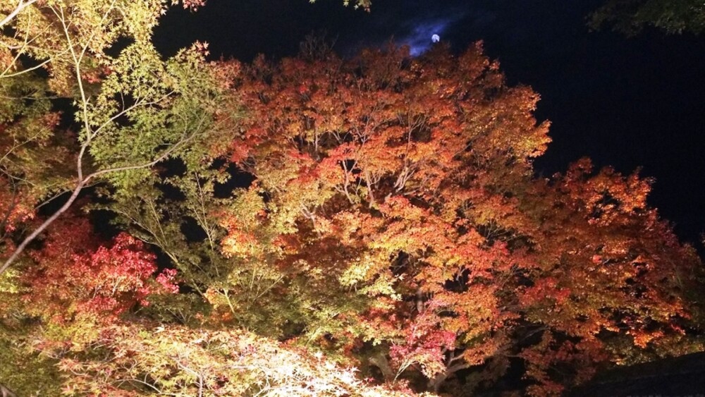 妙覚寺・法姿園の紅葉ライトアップ　見頃　2018年11月21日　撮影：MKタクシー