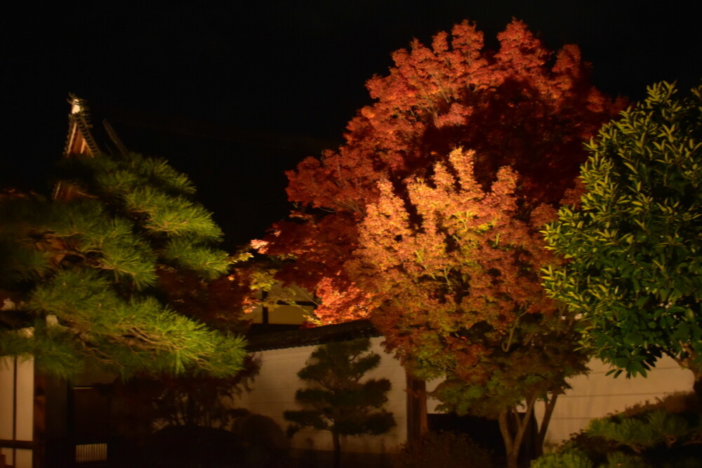 妙覚寺の紅葉ライトアップ　見頃　2019年11月20日　撮影：MKタクシー