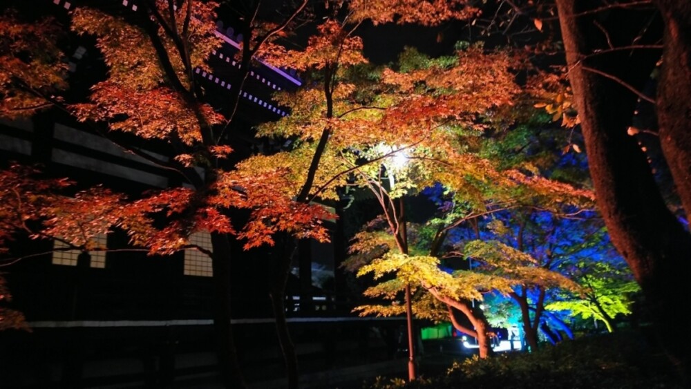 妙顕寺・本堂横の紅葉ライトアップ　見頃　2018年11月21日　撮影：MKタクシー