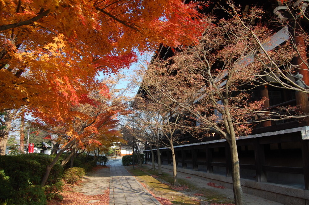 妙顕寺・本堂横の紅葉　散りはじめ　2007年12月8日　撮影：MKタクシー